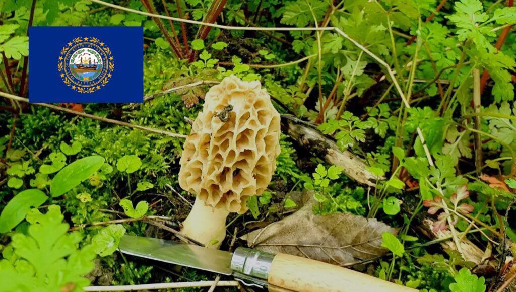 Mushroom Season New Hampshire MushroomStalkers