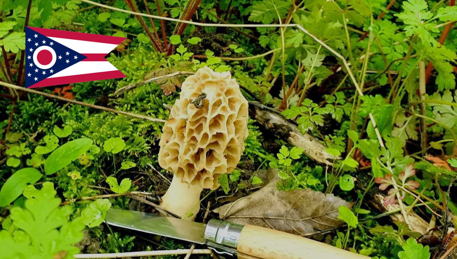 Mushroom Season Ohio MushroomStalkers