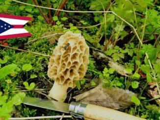 Mushroom Season - Ohio