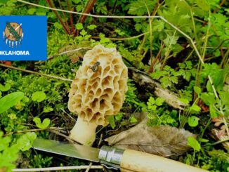 Mushroom Season - Oklahoma
