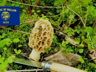 Mushroom Season - Oregon