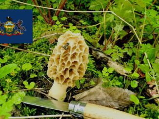 Mushroom Season - Pennsylvania