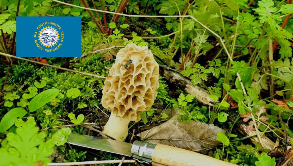 Mushroom Season - South Dakota