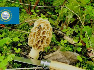 Mushroom Season - South Dakota