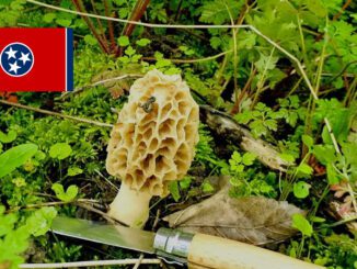 Mushroom Season - Tennessee