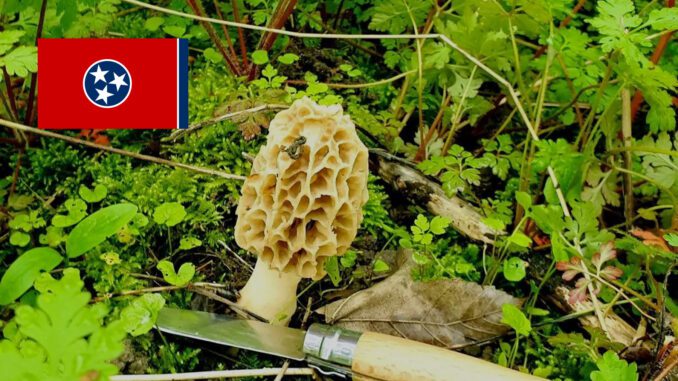 Mushroom Season - Tennessee