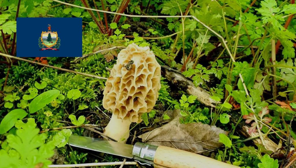 Mushroom Season - Vermont
