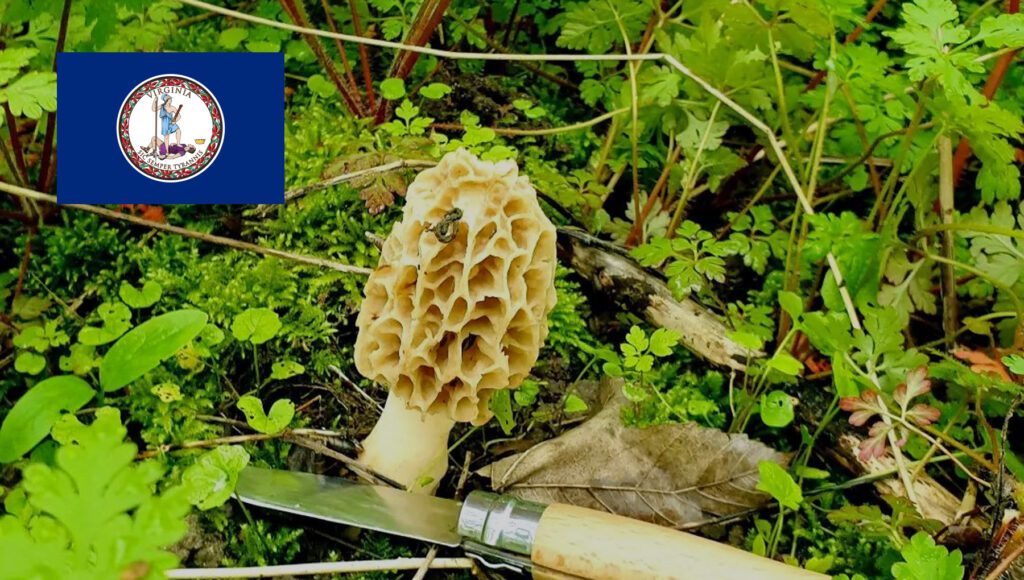 Mushroom Season - Virginia