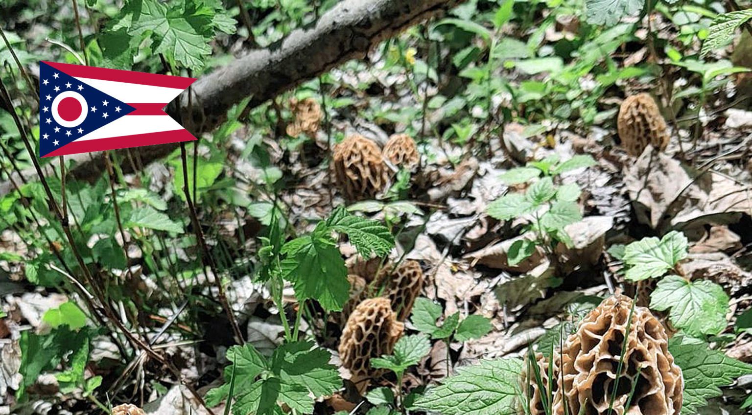 Ohio Mushroom Guide MushroomStalkers