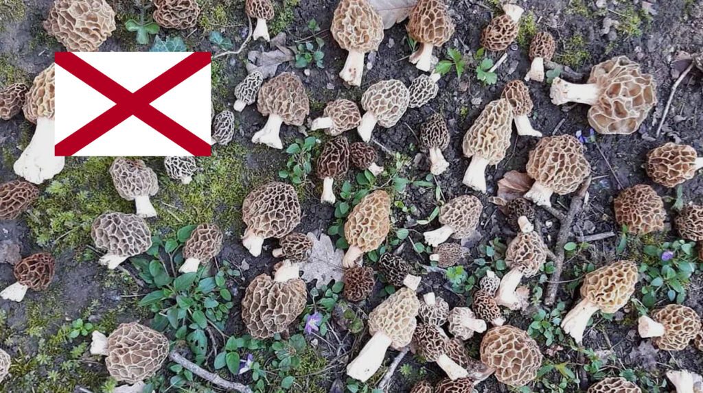 Where To Find Mushrooms In Alabama