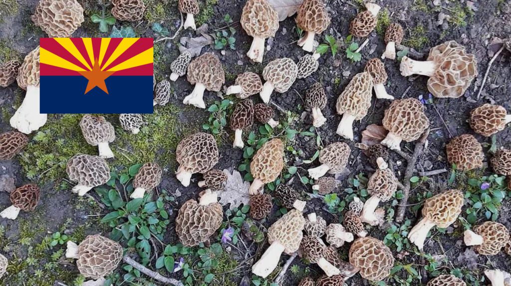 Where To Find Mushrooms In Arizona