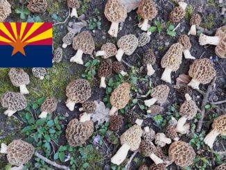 Where To Find Mushrooms In Arizona