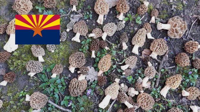 Where To Find Mushrooms In Arizona