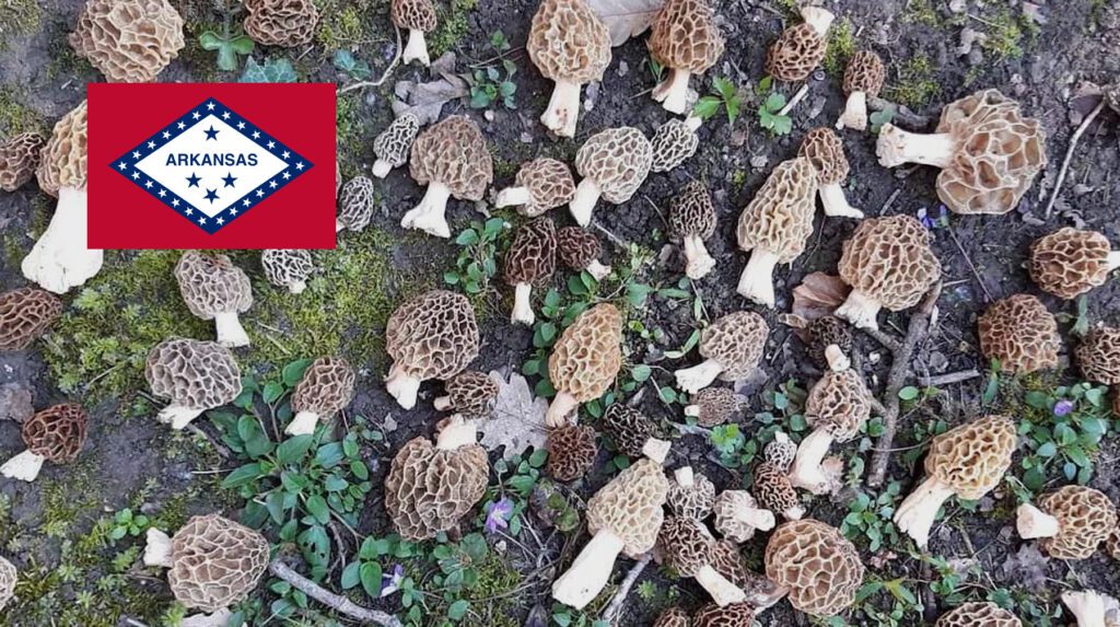 Where To Find Mushrooms In Arkansas