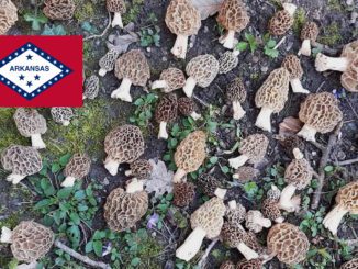 Where To Find Mushrooms In Arkansas