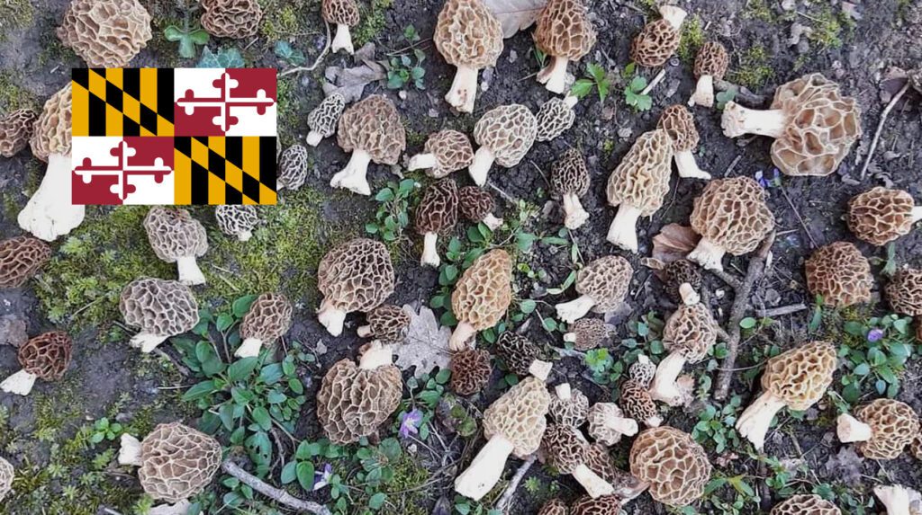 Where To Find Mushrooms In Maryland