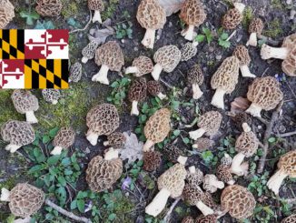 Where To Find Mushrooms In Maryland