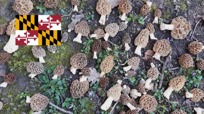 Where To Find Mushrooms In Maryland