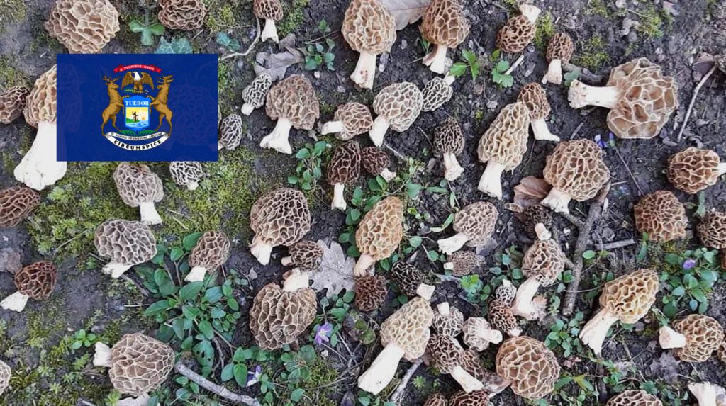 Where To Find Mushrooms In Michigan