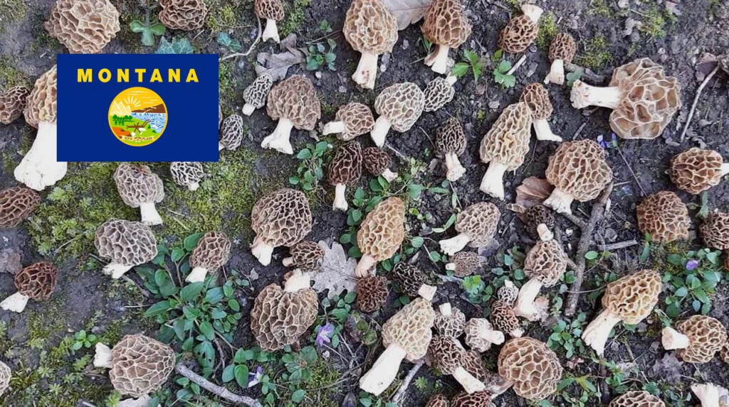 Where To Find Mushrooms In Montana