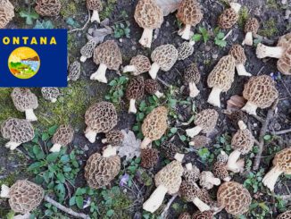 Where To Find Mushrooms In Montana