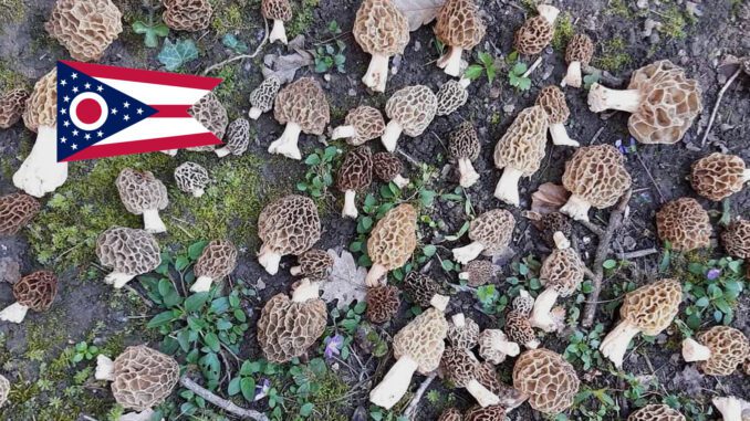 Where To Find Mushrooms In Ohio