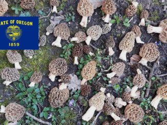 Where To Find Mushrooms In Oregon