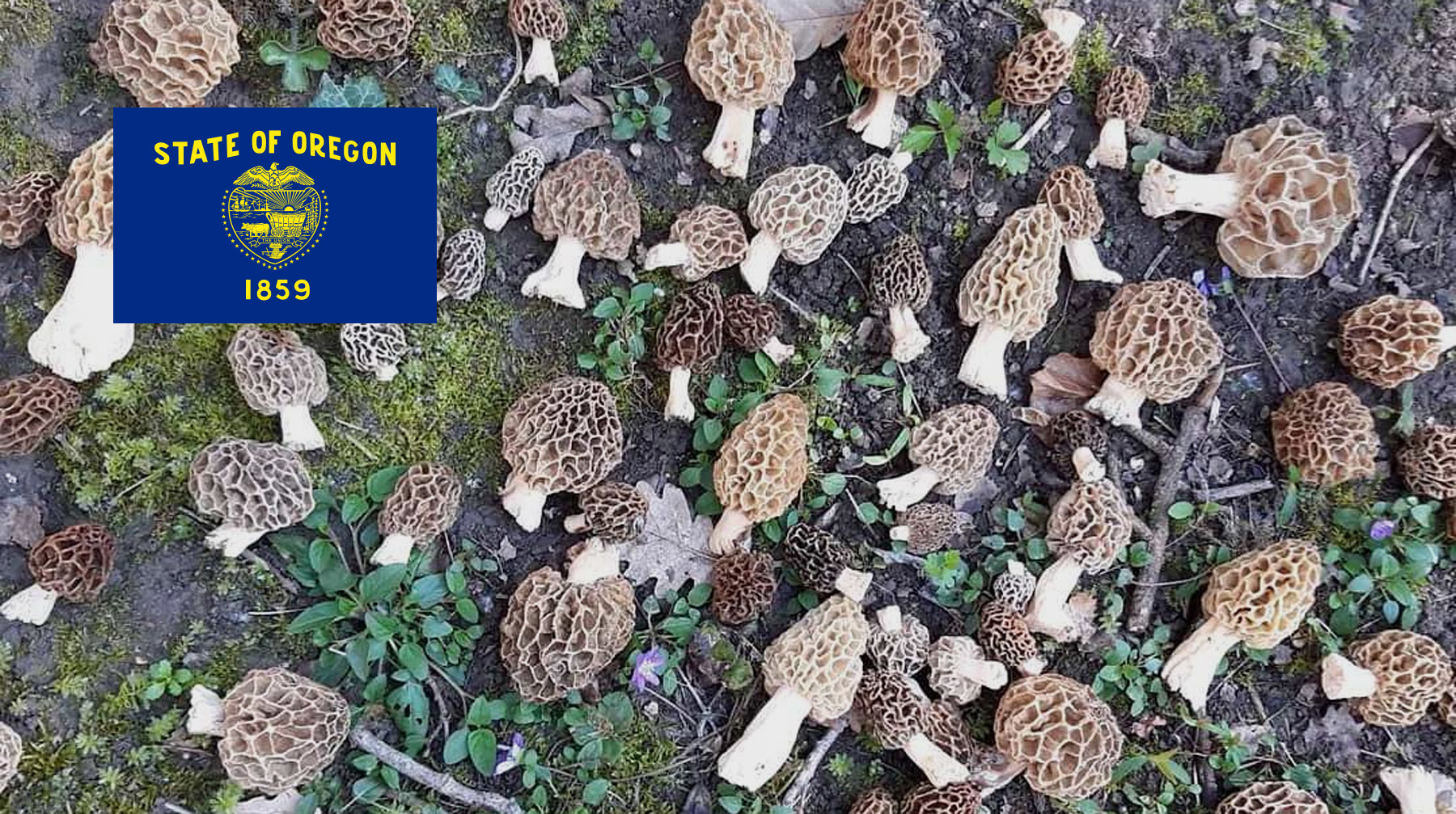 Where To Find Mushrooms In Oregon MushroomStalkers   Where To Find Mushrooms In Oregon 2 