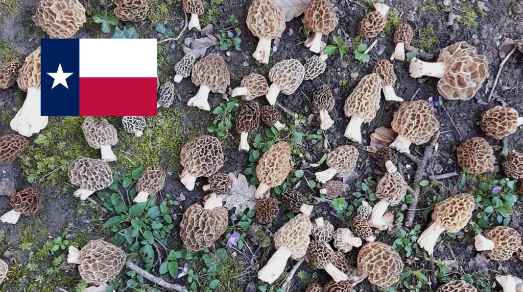 Where To Find Mushrooms In Texas