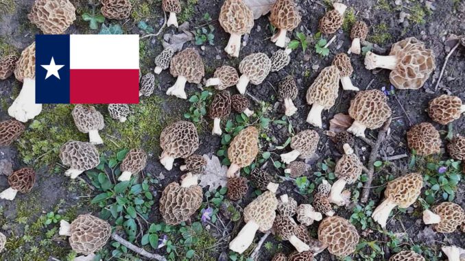 Where To Find Mushrooms In Texas