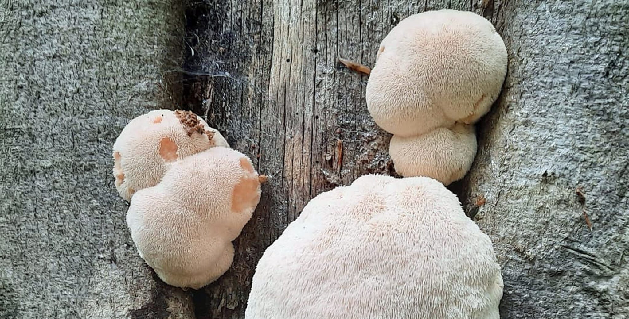 Lion's Mane Season When Do They Grow? MushroomStalkers