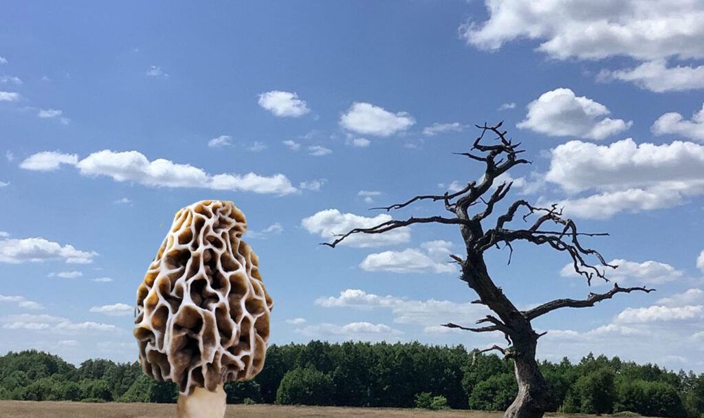 Morels and dead trees