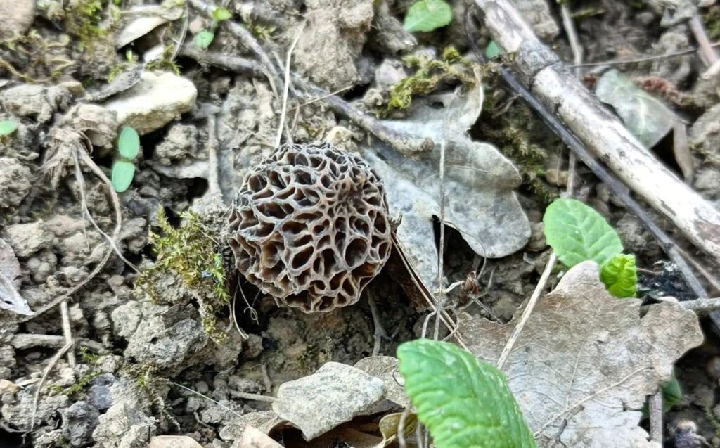 Spring Mushrooms (Morel mushroom, here)