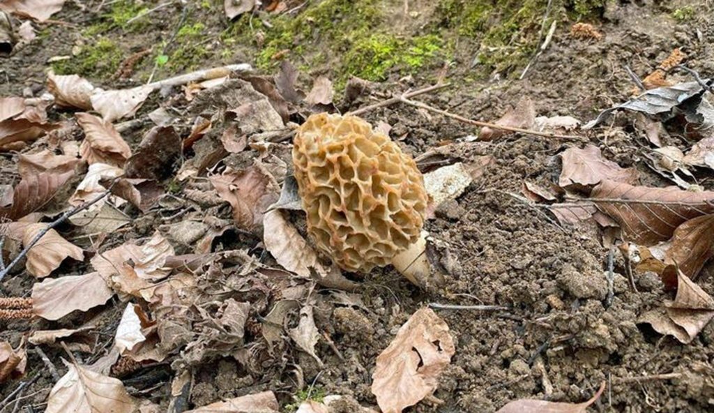 What to look for morel hunting