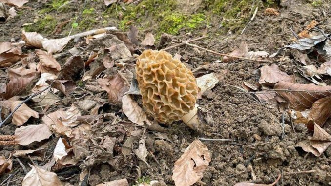 What to look for morel hunting