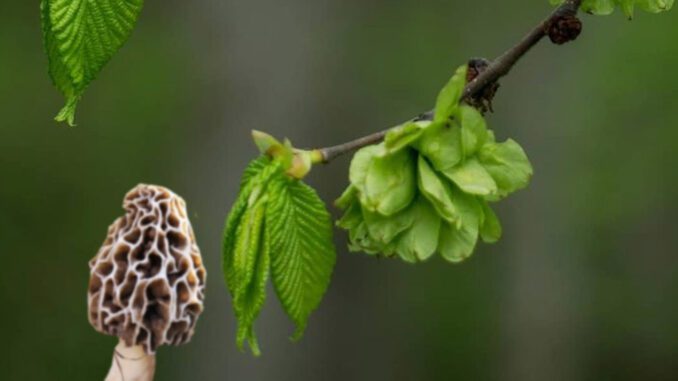 Elm trees and morels