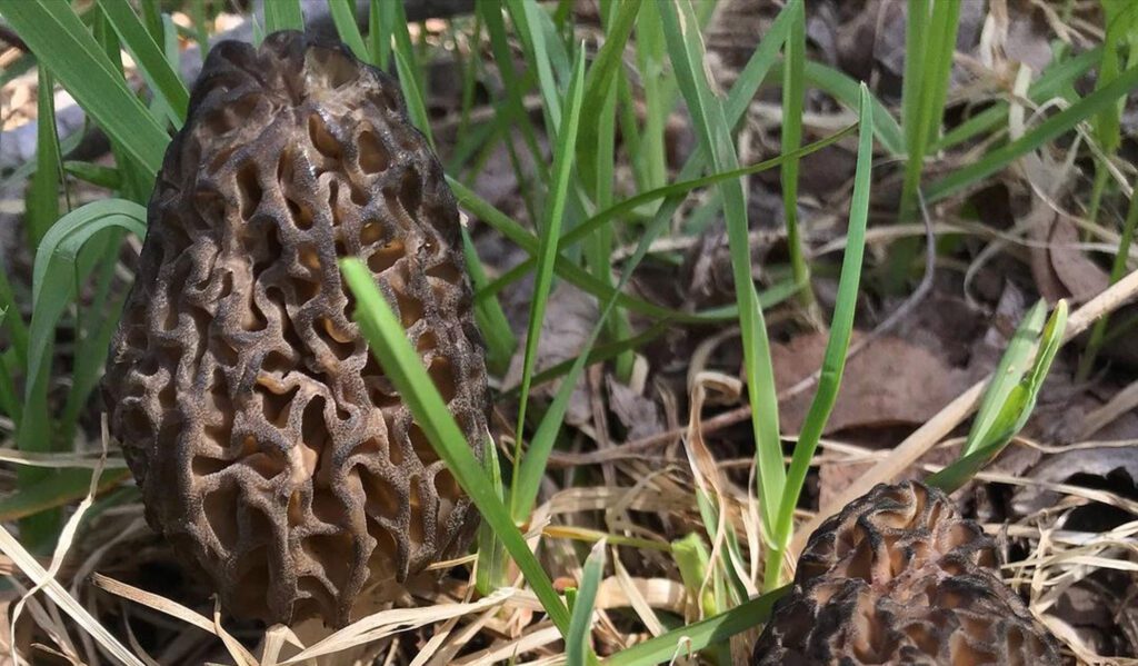 morel growing conditions